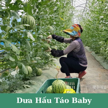 Hạt giống dưa hấu táo baby siêu giòn ngọt H2T Farm 14.400₫, trồng dễ, thu hoạch nhanh 4 Hạt giống dưa hấu táo baby siêu giòn ngọt H2T Farm 14.400₫, trồng dễ, thu hoạch nhanh 4