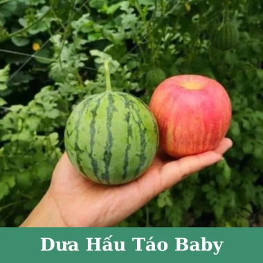 Hạt giống dưa hấu táo baby siêu giòn ngọt H2T Farm 14.400₫, trồng dễ, thu hoạch nhanh 6 Hạt giống dưa hấu táo baby siêu giòn ngọt H2T Farm 14.400₫, trồng dễ, thu hoạch nhanh 6