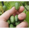 Hạt giống dưa hấu tí hon 10 hạt - Tặng gói kích thích nảy mầm, giá 12.500 2