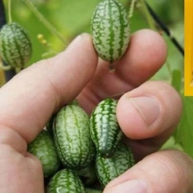 Hạt giống dưa hấu tí hon 10 hạt - Tặng gói kích thích nảy mầm, giá 12.500 6