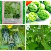 Hạt giống dưa hấu tí hon 10 hạt - Tặng gói kích thích nảy mầm, giá 12.500 8
