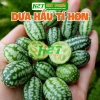 Hạt giống dưa hấu tí hon dễ trồng - cao, trái ngon, giá 14.000 VND - hatgiongnhapkhau
