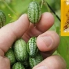 Hạt giống dưa hấu tí hon dễ trồng - cao, trái ngon, giá 14.000 VND - hatgiongnhapkhau 7