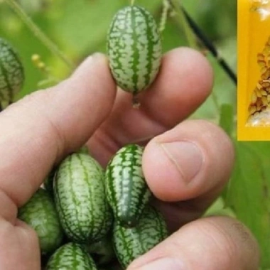 Hạt giống dưa hấu tí hon dễ trồng - cao, trái ngon, giá 14.000 VND - hatgiongnhapkhau 7