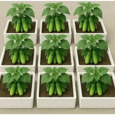 Hạt giống Dưa Lai Lùn - Giống dưa chuột Lai tạo, năng suất cao, giá chỉ 30.000đ