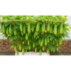 Hạt giống Dưa Lai Lùn - Giống dưa chuột Lai tạo, năng suất cao, giá chỉ 30.000đ 2