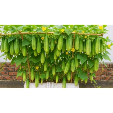 Hạt giống Dưa Lai Lùn - Giống dưa chuột Lai tạo, năng suất cao, giá chỉ 30.000đ