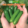 Hạt Giống Dưa Leo, Dưa Chuột Nhật, Dưa Leo Chùm - 12.000đ, Năng suất cao, Dễ trồng 7