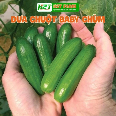 Hạt Giống Dưa Leo, Dưa Chuột Nhật, Dưa Leo Chùm - 12.000đ, Năng suất cao, Dễ trồng