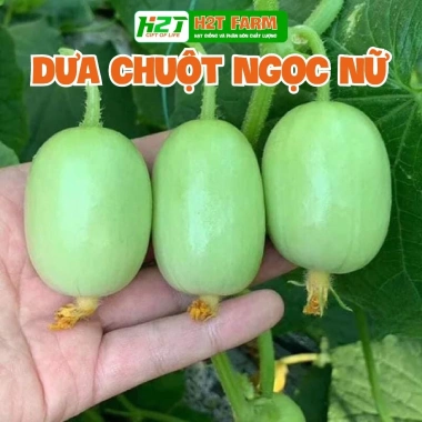 Hạt Giống Dưa Leo, Dưa Chuột Nhật, Dưa Leo Chùm - 12.000đ, Năng suất cao, Dễ trồng 10 Hạt Giống Dưa Leo, Dưa Chuột Nhật, Dưa Leo Chùm - 12.000đ, Năng suất cao, Dễ trồng 10