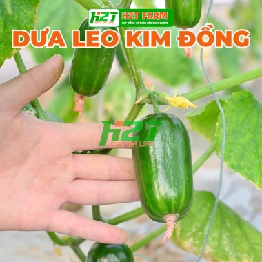 Hạt giống dưa leo Kim Đồng nhập khẩu - Giá 9.900₫, năng suất cao, trồng nhanh, ưu đãi