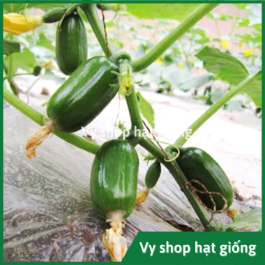 Hạt giống dưa leo Kim Đồng nhập khẩu - Giá 9.900₫, năng suất cao, trồng nhanh, ưu đãi