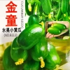 Hạt giống dưa leo Kim Đồng nhập khẩu - Giá 9.900₫, năng suất cao, trồng nhanh, ưu đãi 4