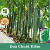 Hạt giống dưa leo Nhật Bản - Siêu giòn ngọt, năng suất cao, giá ưu đãi 13.860đ 2