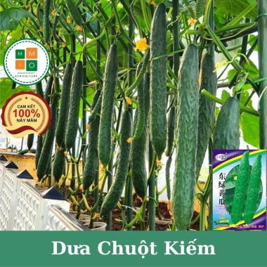Hạt giống dưa leo Nhật Bản - Siêu giòn ngọt, năng suất cao, giá ưu đãi 13.860đ 2
