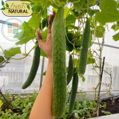 Hạt giống dưa leo Nhật Bản - Siêu giòn ngọt, năng suất cao, giá ưu đãi 13.860đ 3