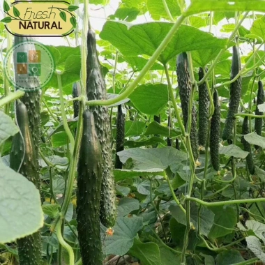 Hạt giống dưa leo Nhật Bản - Siêu giòn ngọt, năng suất cao, giá ưu đãi 13.860đ 6