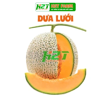 Hạt giống Dưa lưới ruột vàng F1, Dưa lê Nhật, dưa gang năng suất cao, giá 8.585 VND