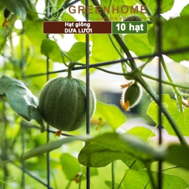 Hạt giống Dưa lưới ruột vàng F1, Dưa lê Nhật, dưa gang năng suất cao, giá 8.585 VND