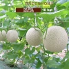 Hạt giống Dưa lưới ruột vàng F1, Dưa lê Nhật, dưa gang năng suất cao, giá 8.585 VND 7
