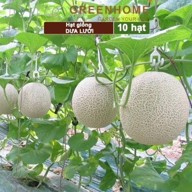 Hạt giống Dưa lưới ruột vàng F1, Dưa lê Nhật, dưa gang năng suất cao, giá 8.585 VND