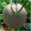 Hạt giống Dưa Lưới Ruột Xanh trồng quanh năm – Dễ chăm sóc, trái to, thơm ngọt, chỉ 14.400₫ 3