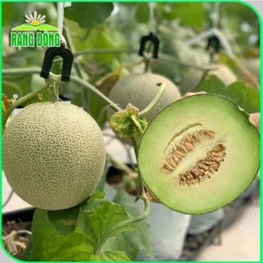 Hạt giống Dưa Lưới Ruột Xanh trồng quanh năm – Dễ chăm sóc, trái to, thơm ngọt, chỉ 14.400₫ 4
