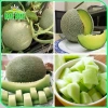 Hạt giống Dưa Lưới Ruột Xanh trồng quanh năm – Dễ chăm sóc, trái to, thơm ngọt, chỉ 14.400₫ 5