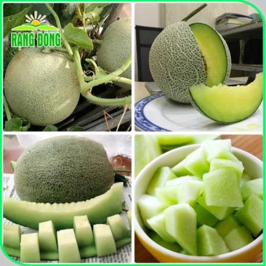 Hạt giống Dưa Lưới Ruột Xanh trồng quanh năm – Dễ chăm sóc, trái to, thơm ngọt, chỉ 14.400₫ 5