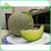 Hạt giống Dưa Lưới Ruột Xanh trồng quanh năm – Dễ chăm sóc, trái to, thơm ngọt, chỉ 14.400₫ 6