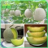 Hạt giống Dưa Lưới Ruột Xanh trồng quanh năm – Dễ chăm sóc, trái to, thơm ngọt, chỉ 14.400₫ 8
