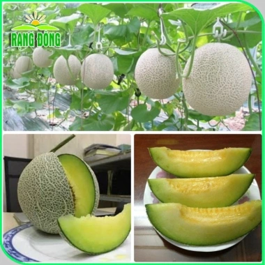 Hạt giống Dưa Lưới Ruột Xanh trồng quanh năm – Dễ chăm sóc, trái to, thơm ngọt, chỉ 14.400₫ 8
