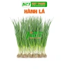 Hạt giống Hành Hương sinh trưởng mạnh - Giá chỉ 14.000 VNĐ - hatgiongnhapkhau