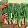 Hạt giống Hành Hương sinh trưởng mạnh - Giá chỉ 14.000 VNĐ - hatgiongnhapkhau 2