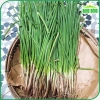 Hạt giống Hành Hương sinh trưởng mạnh - Giá chỉ 14.000 VNĐ - hatgiongnhapkhau 3