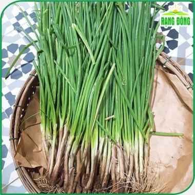 Hạt giống Hành Hương sinh trưởng mạnh - Giá chỉ 14.000 VNĐ - hatgiongnhapkhau 3