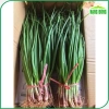 Hạt giống Hành Hương sinh trưởng mạnh - Giá chỉ 14.000 VNĐ - hatgiongnhapkhau 4