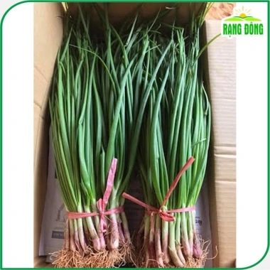Hạt giống Hành Hương sinh trưởng mạnh - Giá chỉ 14.000 VNĐ - hatgiongnhapkhau 4