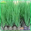 Hạt giống Hành Hương sinh trưởng mạnh - Giá chỉ 14.000 VNĐ - hatgiongnhapkhau 5