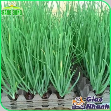 Hạt giống Hành Hương sinh trưởng mạnh - Giá chỉ 14.000 VNĐ - hatgiongnhapkhau 5