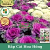 Hạt giống hoa bắp cải hoa hồng F1 đa màu - Giá chỉ 19.800đ, giảm giá cực sốc