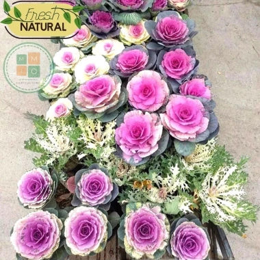 Hạt giống hoa bắp cải hoa hồng F1 đa màu - Giá chỉ 19.800đ, giảm giá cực sốc 3