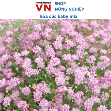 Hạt Giống Hoa Cúc Baby Mix Xanh Hồng 50 hạt - Nở Hoa Siêu Đẹp, Giá 13.900 VND
