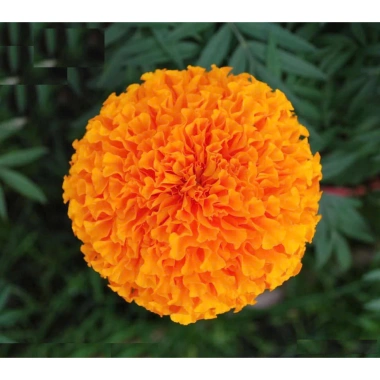 Hạt giống hoa cúc vạn thọ nhập khẩu giá ưu đãi 14.400 VND, nở đẹp bền lâu 2