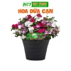 Hạt giống Hoa Dừa Cạn đứng đa màu - Trồng sân vườn đẹp, giá 24.000đ Thegioihatgiong