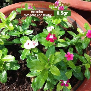 Hạt giống Hoa Dừa Cạn đứng đa màu - Trồng sân vườn đẹp, giá 24.000đ Thegioihatgiong 2