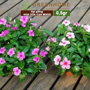 Hạt giống Hoa Dừa Cạn đứng đa màu - Trồng sân vườn đẹp, giá 24.000đ Thegioihatgiong 4
