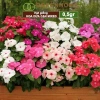 Hạt giống Hoa Dừa Cạn đứng đa màu - Trồng sân vườn đẹp, giá 24.000đ Thegioihatgiong 5