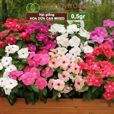 Hạt giống Hoa Dừa Cạn đứng đa màu - Trồng sân vườn đẹp, giá 24.000đ Thegioihatgiong 5