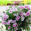 Hạt giống Hoa Dừa Cạn đứng đa màu - Trồng sân vườn đẹp, giá 24.000đ Thegioihatgiong 6